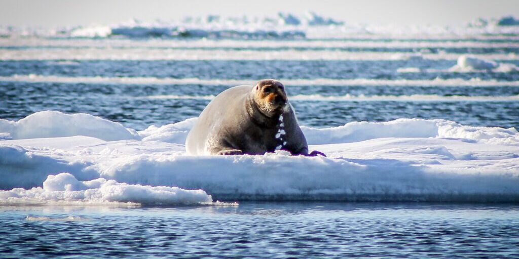 A bearded seal resting on an ice floe. KNOM file photo courtesy of Kawerak. 