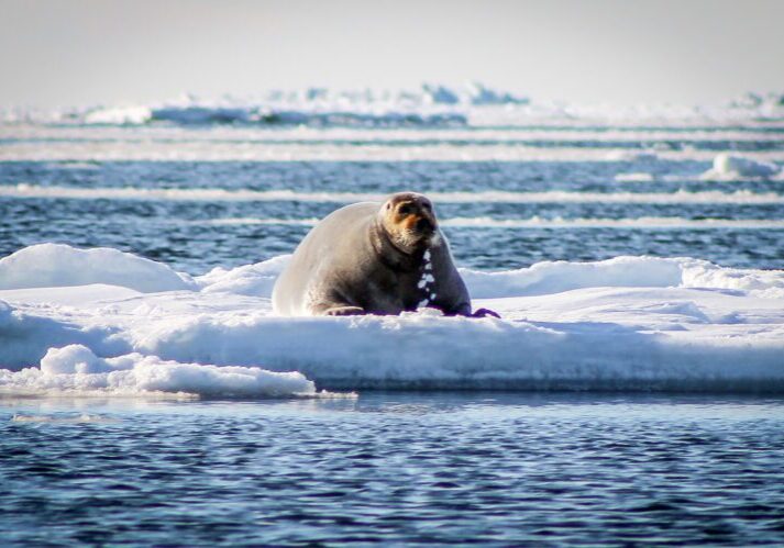 A bearded seal resting on an ice floe. KNOM file photo courtesy of Kawerak. 