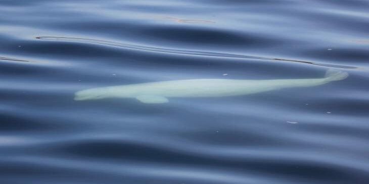 Beluga from Beaufort Sea Spotted Unusually  Far South in Washington State | KNOM Radio Mission