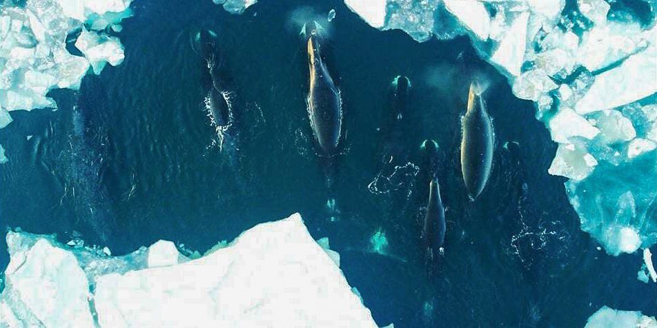 Whale Pod Spotted in Savoonga | KNOM Radio Mission