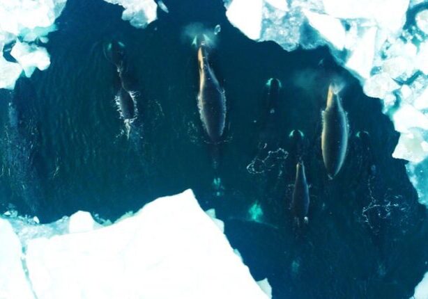 Bowhead pod visits Savoonga | David Akeya photo. 