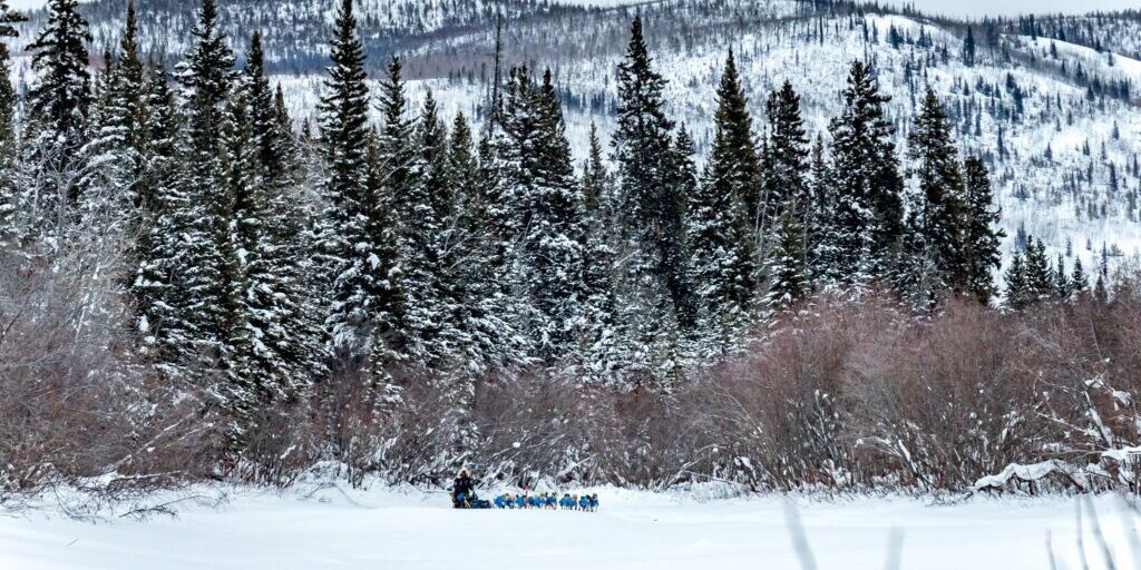 The Yukon Quest Finish Line is in Sight for Reigning Champ Brent Sass | KNOM Radio Mission