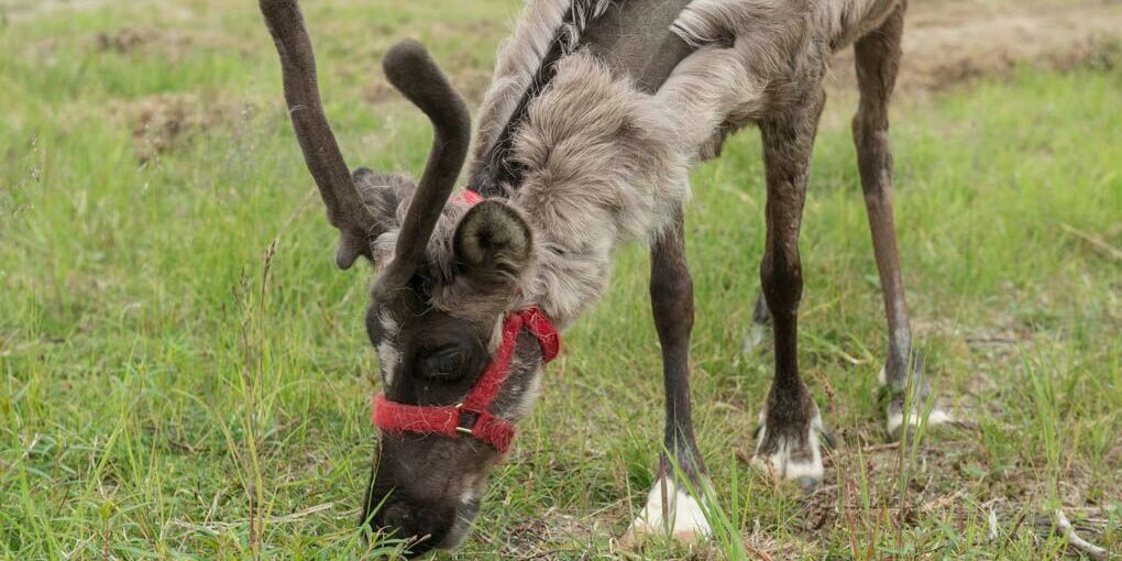 Nome Reindeer Ranch Fundraises for Mobile Slaughter Units