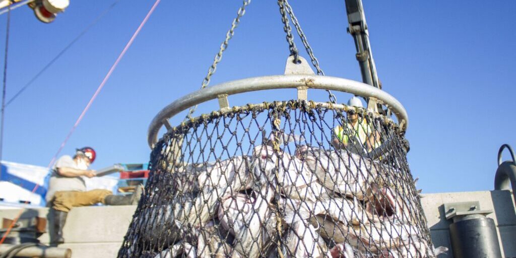 Cod Tagging Project Suggests Fish Don't Overwinter in Northern Bering Sea | KNOM Radio Mission