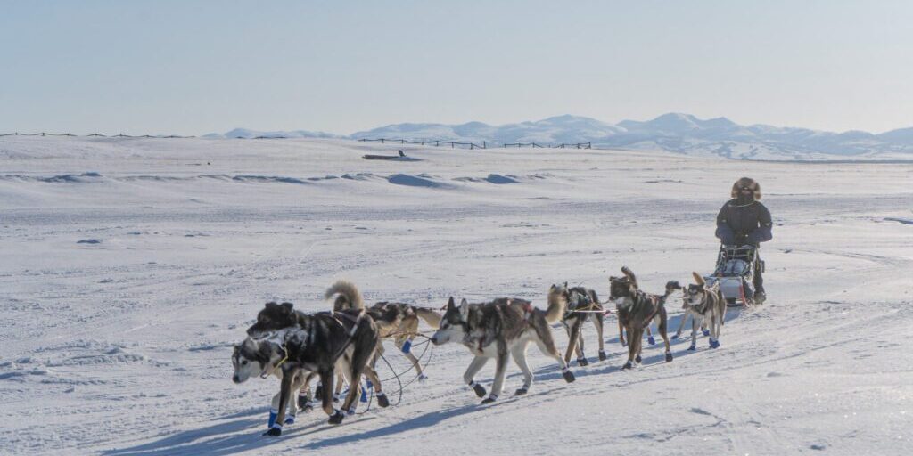 When this Iditarod rookie lost his dog team