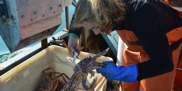 Winter Crabbers Start Strong Despite New Quota for Norton Sound | KNOM Radio Mission