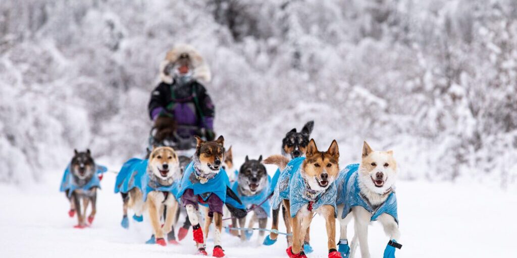 More Quest Mushers Depart Dawson