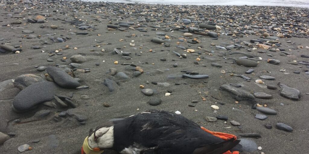 Mystery Of Dying Seabirds: More Starving Birds Found in Bering Strait Region for Fourth Consecutive Year | KNOM Radio Mission