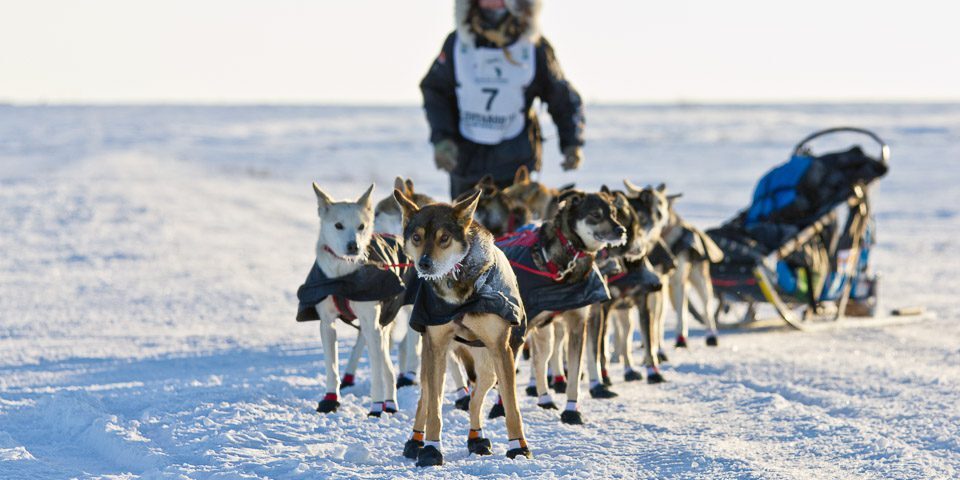 Sixty Mushers Sign Up for 2015 Iditarod | KNOM Radio Mission