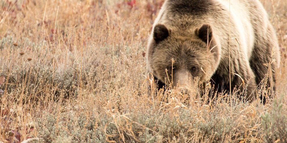 Spring Bear Hunts Open to Alaska Residents Despite Initial Closure from ADF&amp;G | KNOM Radio Mission