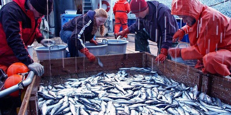 2020 Herring Bait Fishery Open Through June 30th