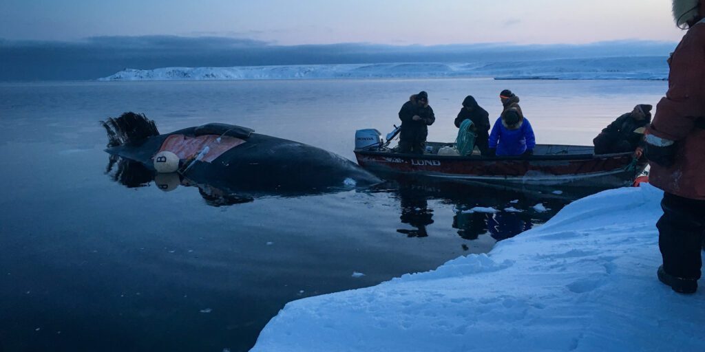 Savoonga Harvests its Second Whale of the Season | KNOM Radio Mission