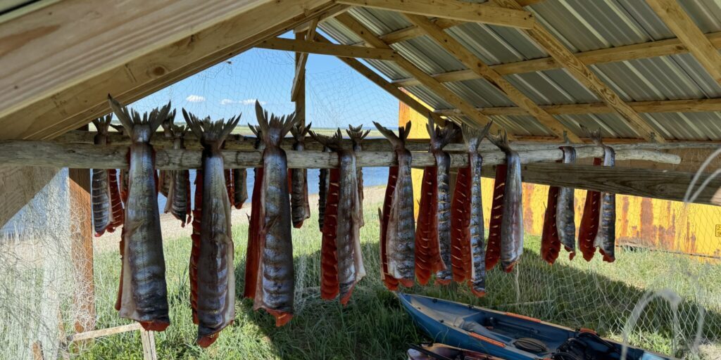 Salmon hang from drying racks at Moses Point near Elim. Ben Townsend photo.