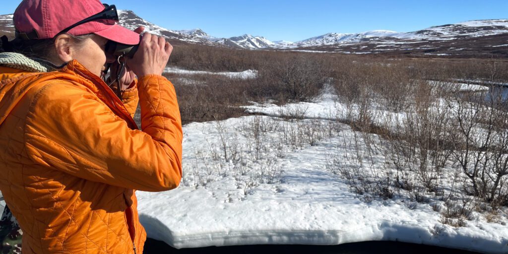 Carol Gales surveys the Penny River valley for birds during a spring drive. Laura Davis Collins photo.