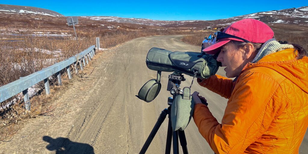 Carol Gales stops to survey the tundra for birds on an early spring day. Laura Davis Collins photo.