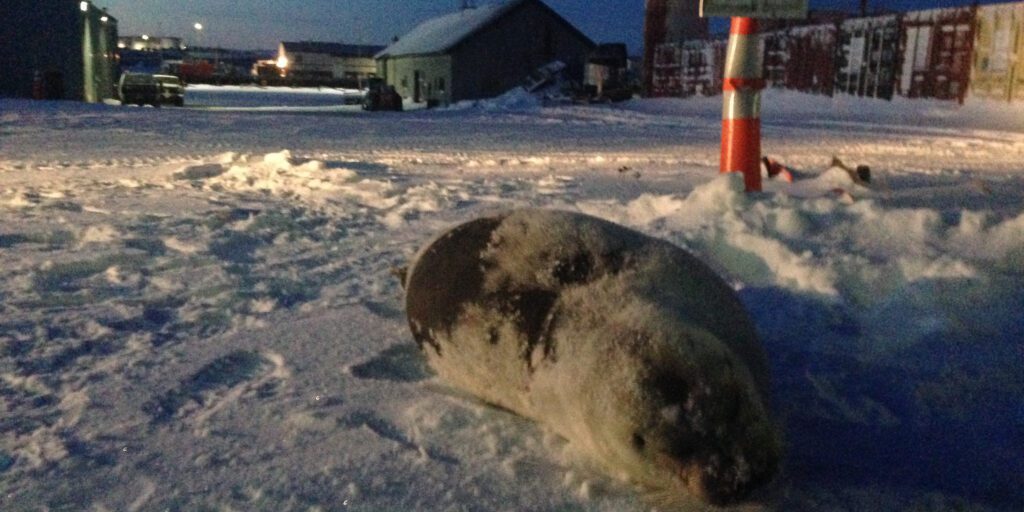 Stranded Bearded Seal Rescued from Nome Parking Lot | KNOM Radio Mission