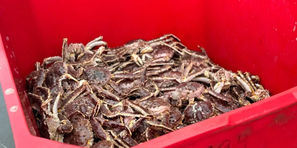 Live Norton Sound Red King Crab piled into a container owned by Norton Sound Seafood Products in Nome. Sarah Swartz photo.