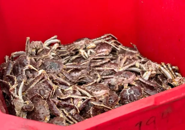 Live Norton Sound Red King Crab piled into a container owned by Norton Sound Seafood Products in Nome. Sarah Swartz photo.