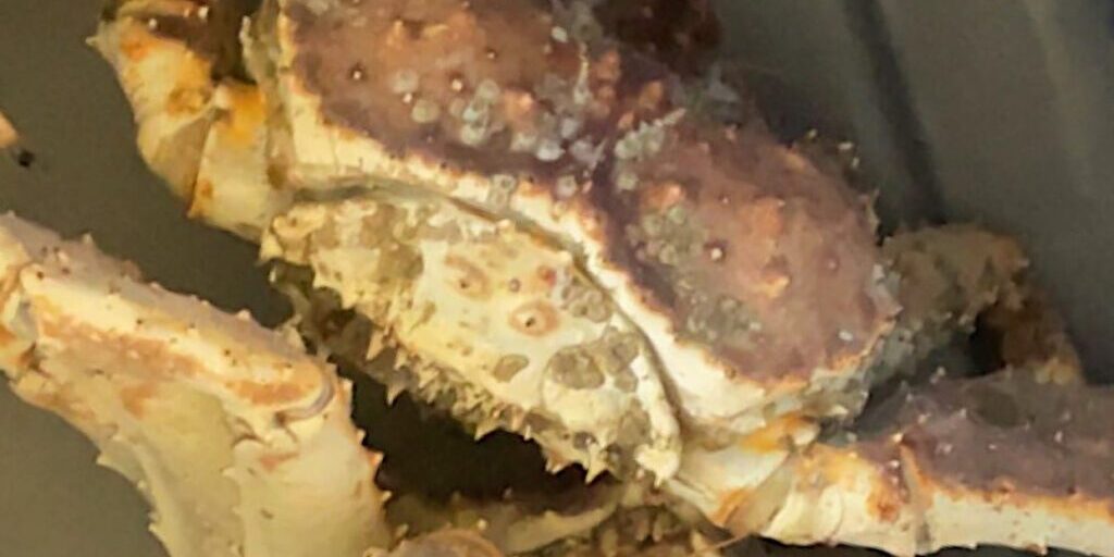 Crab are looking healthy after downturn in 2019 | KNOM Radio Mission