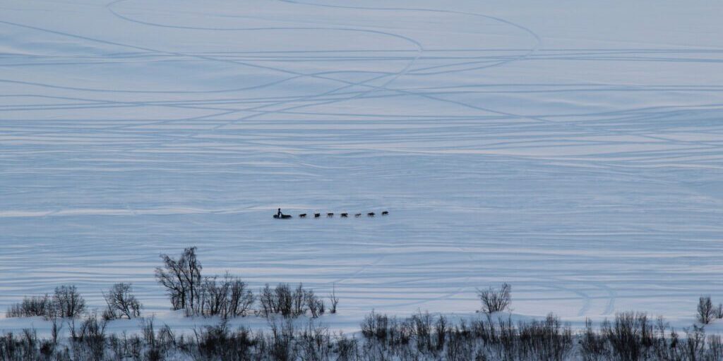 Iditarod Reaches Skwentna Overnight