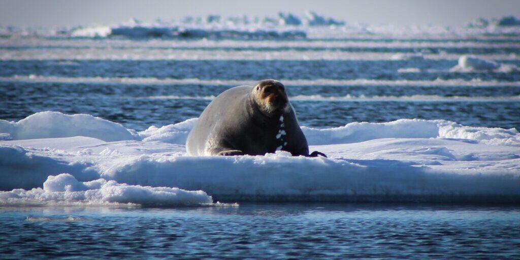 As Arctic Ocean Gets Spicier