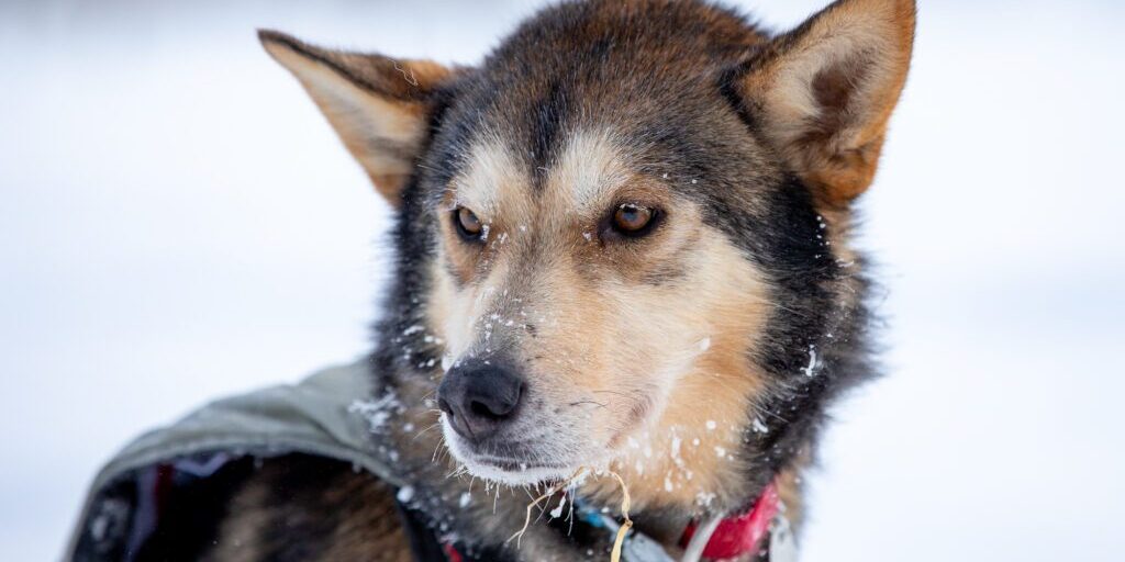 Sass Leads as Yukon Quest Reaches Dawson | KNOM Radio Mission