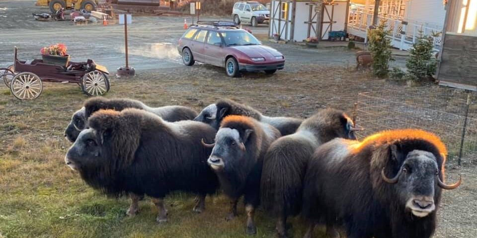 Escalating concerns as muskox intrude into Nome city limits | KNOM Radio Mission