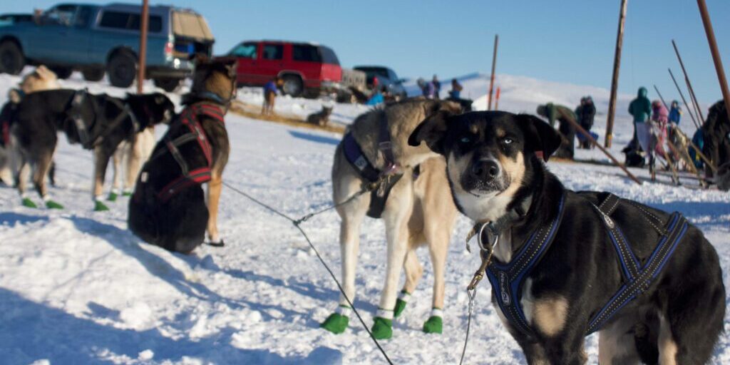 Has Nome Mushing Seen its Heyday? | KNOM Radio Mission