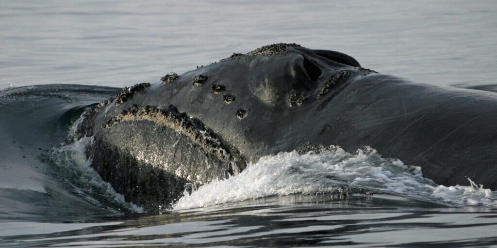 NOAA Scientist Finds Rare Whales in the Bering Sea | KNOM Radio Mission