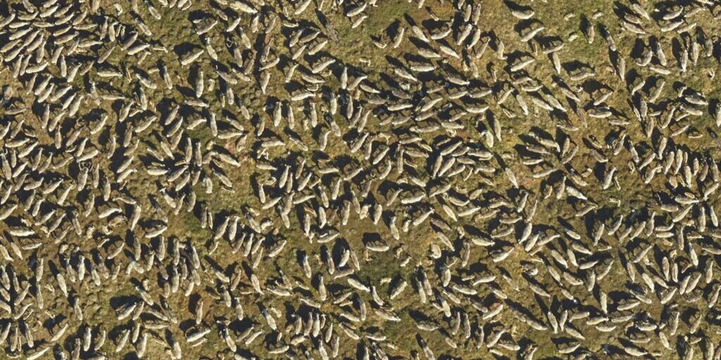 Western Arctic Caribou Herd | KNOM File Photo