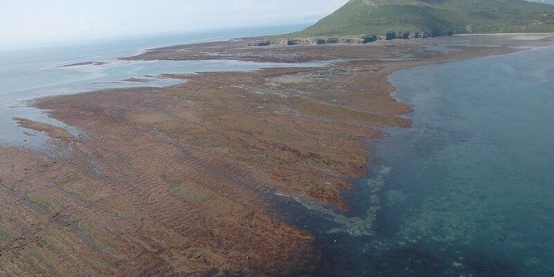 Little Known About Algal Toxins' Effects on Subsistence in Arctic Waters | KNOM Radio Mission