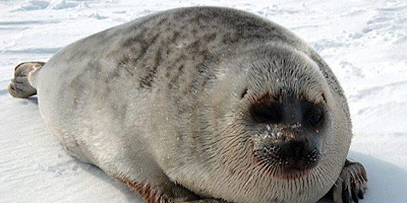 Ice seal survey underway in Bering Sea as NOAA designates 'critical habitat' | KNOM Radio Mission