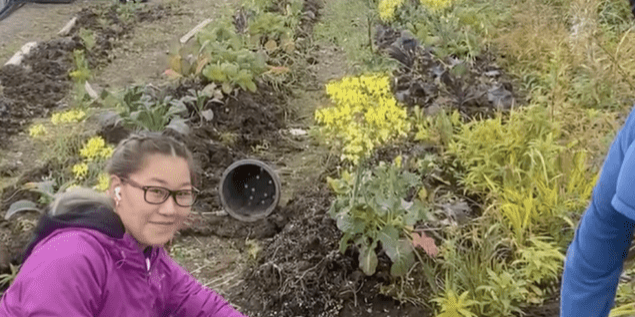 Community Garden Blooms in Unalakleet | KNOM Radio Mission