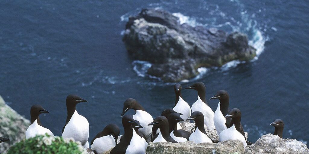 USFWS Focusing on Food-Related Causes for 2018 Seabird Die-off