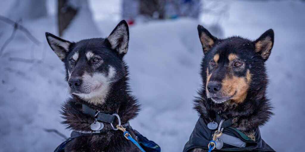 Dalton and Tingle Scratch as 2020 Quest Sees Field Dwindle to 11 Mushers | KNOM Radio Mission