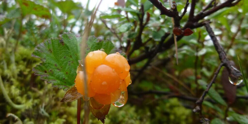 Nome's annual Berry Festival celebrates all things berry | KNOM Radio Mission