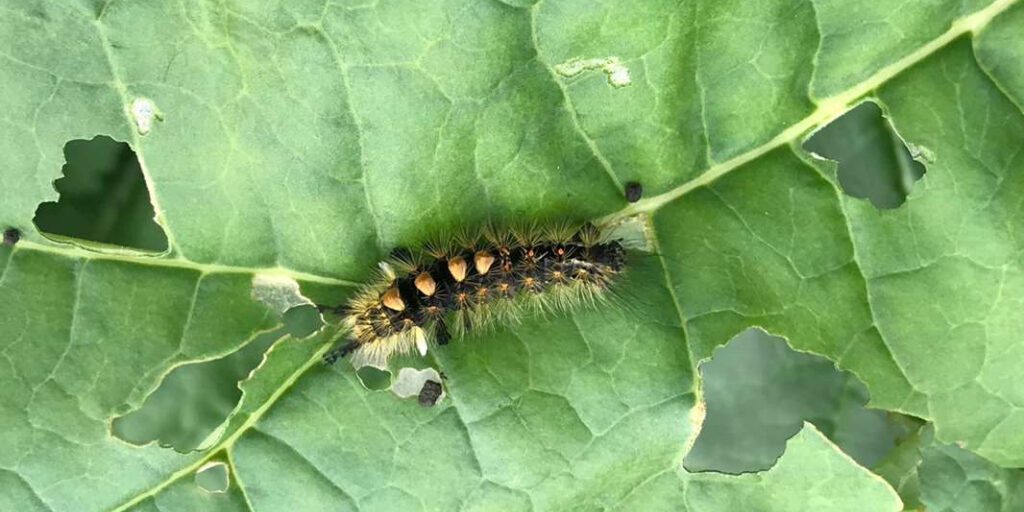 Abundance of Tussock Moth Caterpillars Observed in Nome Area | KNOM Radio Mission