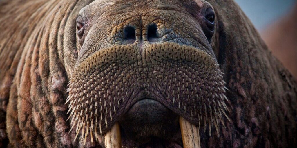 Close-up photo of a walrus' face. Photo courtesy of Pixabay, public domain.