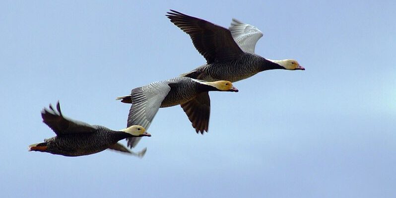 Emperor Goose Hunt Opens Again After 30 Years | KNOM Radio Mission