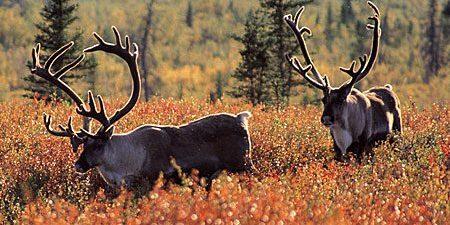 Caribou walking through orange foliage. KNOM file photo.