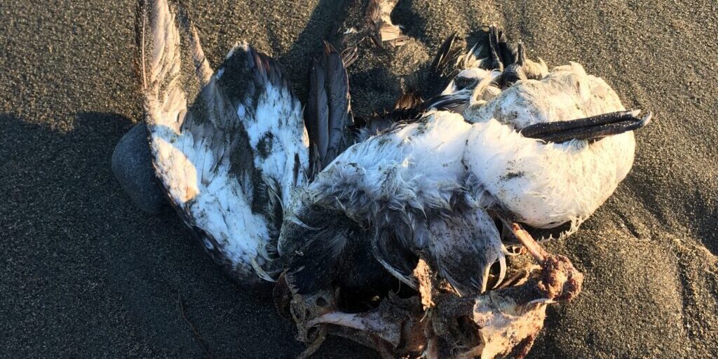 Seabirds Washing Up Dead; Scientists Investigating | KNOM Radio Mission