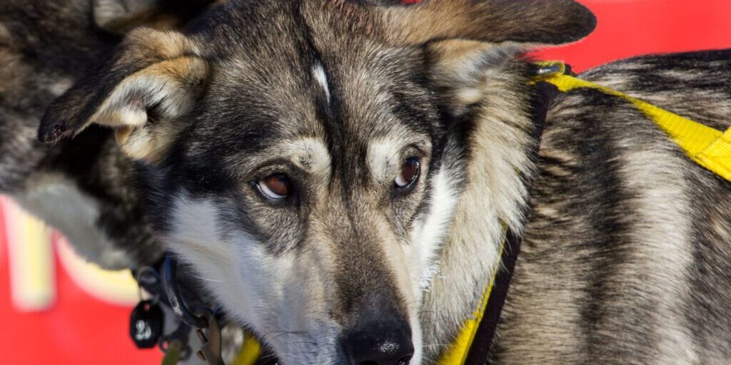 Western Alaska Mushers Out; Remaining Teams All Between Circle and Eagle; Moore Maintains Lead | KNOM Radio Mission