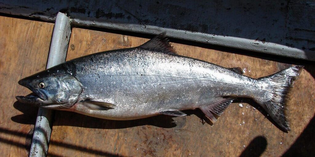 Restrictions Set on ‘Concerning’ King Salmon Stocks in Norton Sound | KNOM Radio Mission