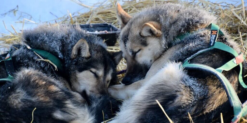 Hunter Keefe's dog team rest on straw beds in Shageluk on March 10, 2023. (Ben Matheson/AKPM)