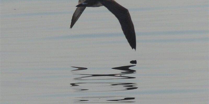 Offshore SeaBirds Feel Effects of Warmer Ocean Waters | KNOM Radio Mission