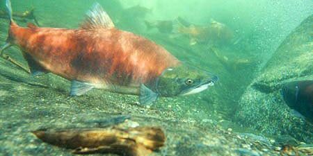 Strong Norton Sound Salmon Outlook—Except for Kings | KNOM Radio Mission